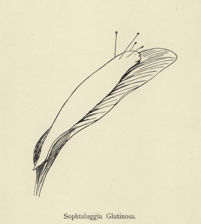 ソフツルギアグルチノーザ 作： Edward Lear